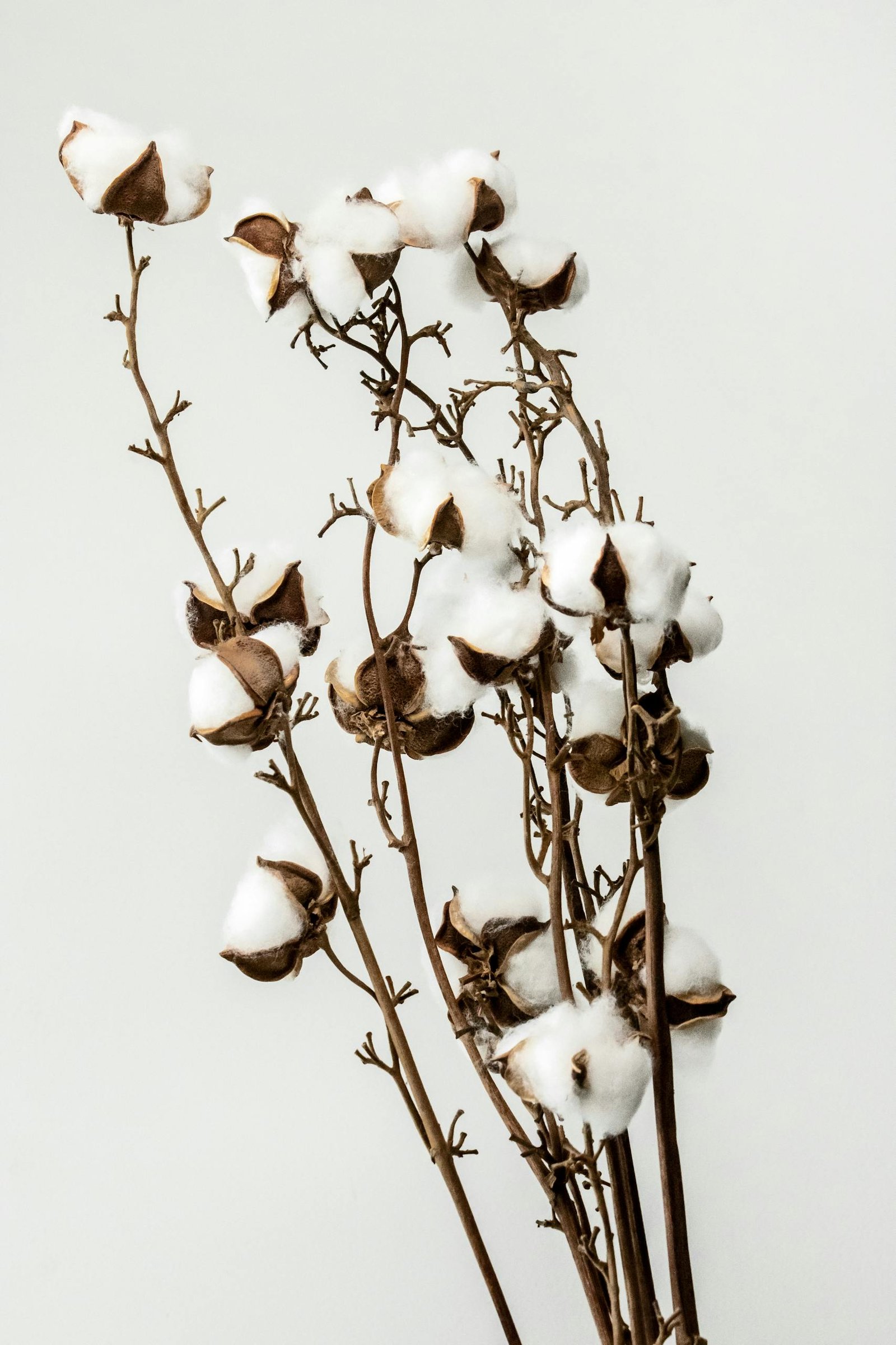 Cotton Plant in Close-up Photography